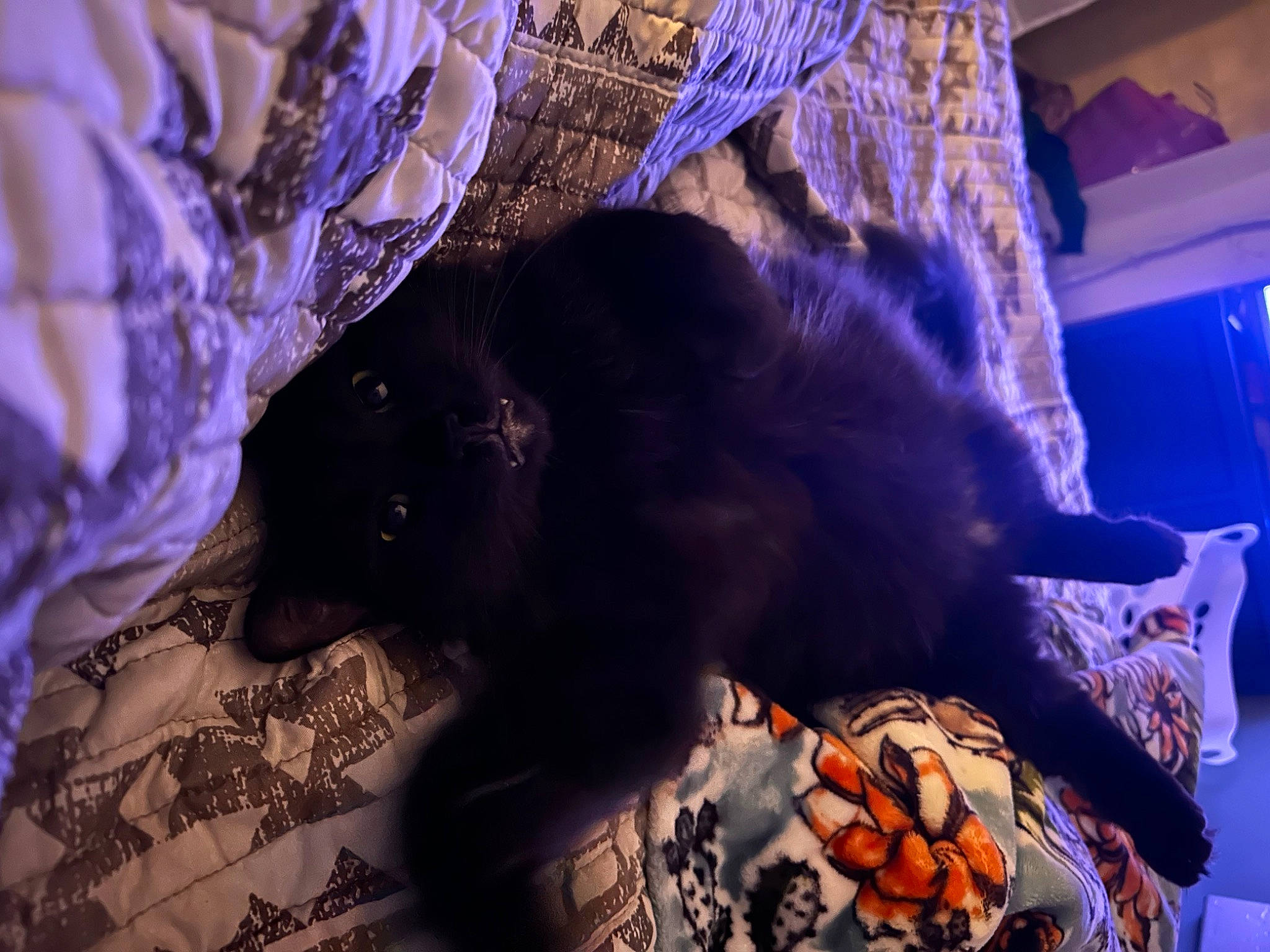 Fang joined the competition — help win amazing prizes! bed, blue, canidae, cat, comfort, darkness, dog_breed, electric_blue, event, felidae, fur, linens, magenta, purple, small_to_medium_sized_cats, sporting_group, tail, tree, violet, whiskers