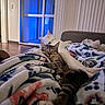 Tora joined the competition — help win amazing prizes! blanket, blue_light, cat, companion, couch, cozy, domestic_animal, feline, fur, home, indoor, pets, relaxing, resting, sleeping, snuggling, tabby_cat, warm, white_cat, window