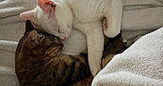 Tora is registered to the contest to win money with this photo: animal, blanket, cat, comfort, companion, cozy, cuddling, cute, friendship, fur, indoor, paw, peaceful, pets, relaxation, resting, sleeping, tabby_cat, warm, white_cat
