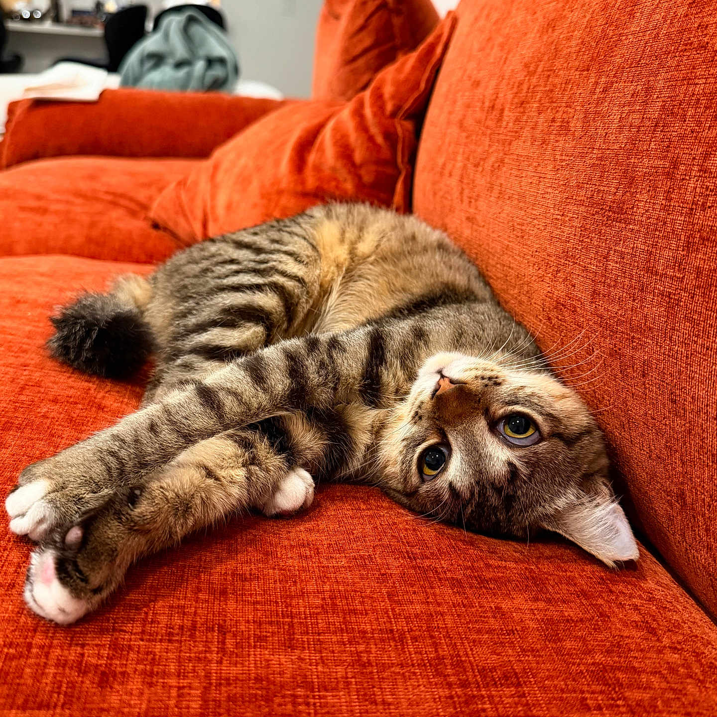 Tora