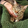 Tora is registered to the contest to win money with this photo: animal, black_hairband, cat, comfort, content, cozy, cute, feline, green_blanket, hand, human_hand, indoor, knitted_blanket, pet, relaxed, resting, sleeping_cat, tabby_cat, tattoo, warm