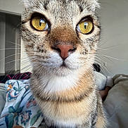 Tora joined the competition — help win amazing prizes! animal, background_blur, bed, blanket, cat, close_up, curious, cute, domestic_cat, face, feline, fur, indoor, pet, portrait, soft_lighting, tabby, whiskers, yellow_eyes