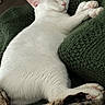 Shiro joined the competition — help win amazing prizes! animal, blanket, cat, close_up, comfort, cozy, cute, domestic_animal, feline, fur, indoor, knitted, paws, peaceful, pet, pink_nose, relaxation, resting, sleeping, white_cat