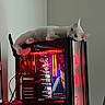 Shiro joined the competition — help win amazing prizes! cable, case, cat, computer, desktop, device, electronics, feline, gaming_pc, indoor, led_lights, modern, monitor, pet, red_lights, reflection, relaxed, screen, technology, white_cat