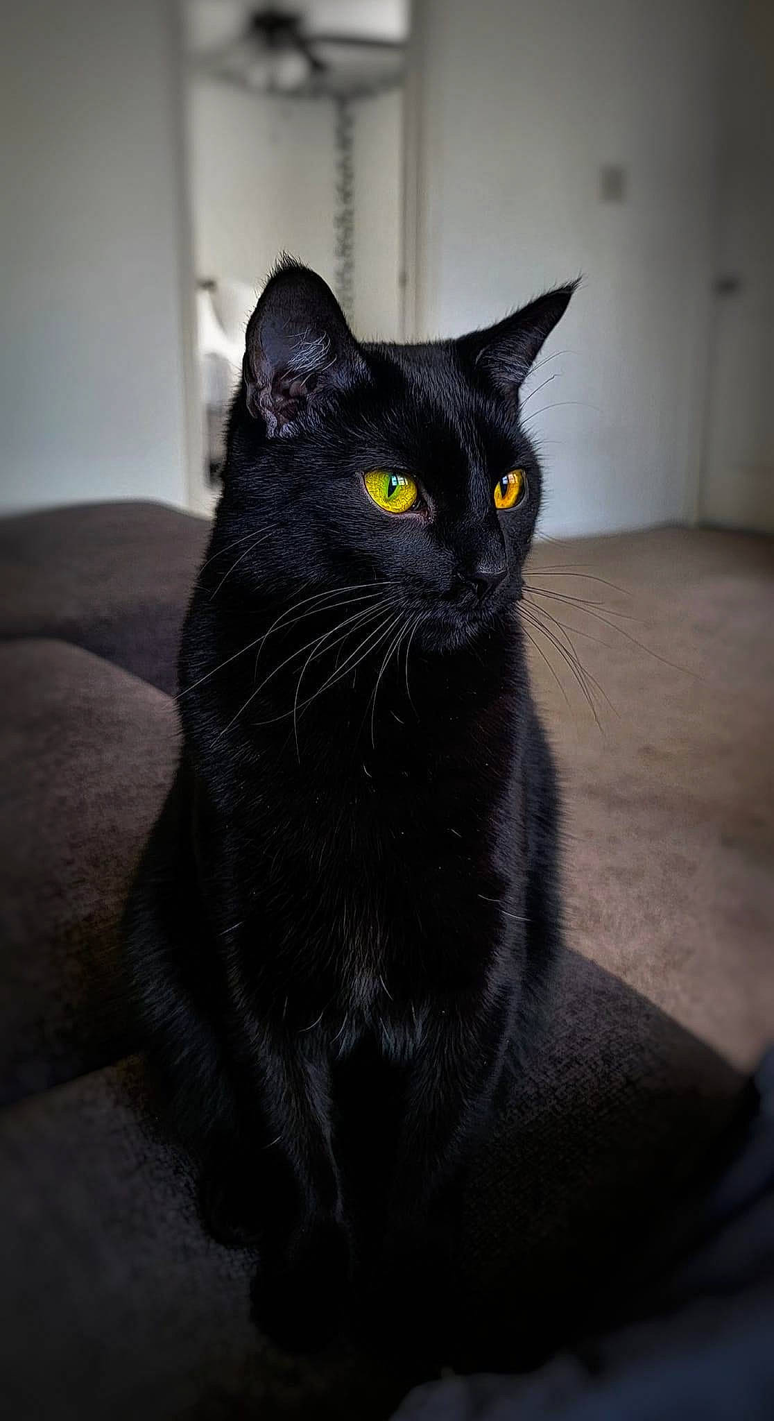 Calypso is registered to the contest to win money with this photo: black_cat, bombay, carnivore, cat, domestic_short_haired_cat, felidae, fur, grey, havana_brown, monochrome_photography, small_to_medium_sized_cats, snout, terrestrial_animal, whiskers