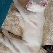 Hénnā participe au concours pour gagner de l'argent avec cette photo : animal, blanket, cat, cozy, cute, fur, indoors, kitten, laying_down, mammal, nap, paw, peaceful, pet, relaxed, resting, sleeping, soft_texture, whiskers, white_fur