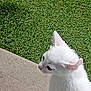 Hénnā participe au concours pour gagner de l'argent avec cette photo : animal, cat, concrete, curious, daylight, domestic_animal, ears, fur, grass, lawn, looking, mammal, nature, outdoor, pet, side_view, small, whiskers, white_cat, young_cat