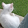Hénnā a rejoint le concours — aidez-le/la à gagner de superbes lots ! animal, back_view, cat, concrete, cozy, curled_up, cute, domestic_cat, feline, fur, grass, nature, outdoor, pet, quiet, relaxed, resting, sleepy, soft, white_cat