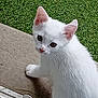 adorable, animal, concrete, curious, cute, domestic_cat, ears, fur, grass, kitten, looking_up, mammal, nature, outdoor, paw, pet, small, whiskers, white_cat, young