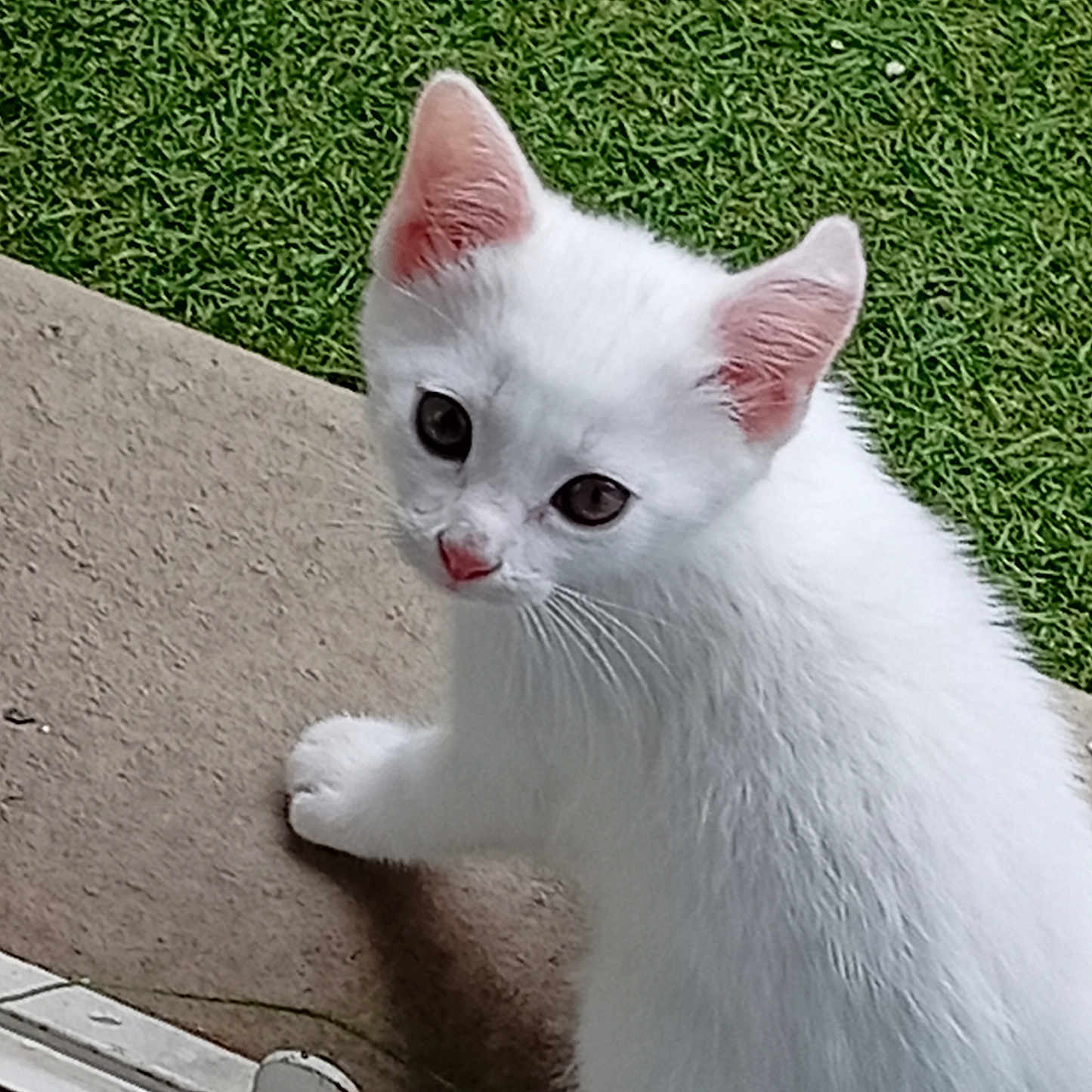 Hénnā a rejoint le concours — aidez-le/la à gagner de superbes lots ! adorable, animal, concrete, curious, cute, domestic_cat, ears, fur, grass, kitten, looking_up, mammal, nature, outdoor, paw, pet, small, whiskers, white_cat, young