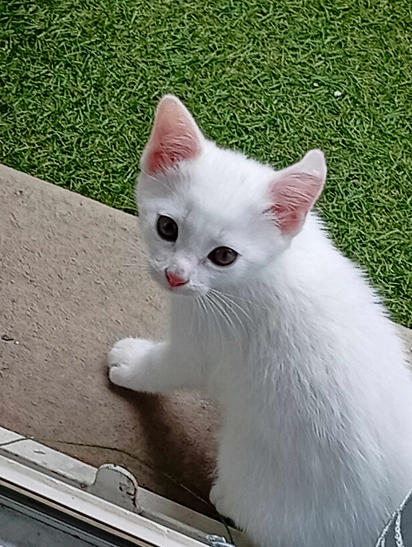 Hénnā a rejoint le concours — aidez-le/la à gagner de superbes lots ! adorable, animal, concrete, curious, cute, domestic_cat, ears, fur, grass, kitten, looking_up, mammal, nature, outdoor, paw, pet, small, whiskers, white_cat, young