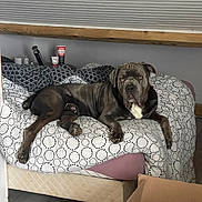 Novak participe au concours pour gagner de l'argent avec cette photo : animal, bed, bedding, black_dog, blanket, canine, cardboard_box, ceiling, dog, domestic, floor, furniture, head, indoor, mammal, paw, pet, resting, tile_floor, white_patch