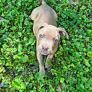 Cash is registered to the contest to win money with this photo: puppy, dog, blue_eyes, greenery, leaves, nature, outdoor, cute, animal, pet, grass, young_dog, fur, canine, adorable, lying_down, looking_up, sunlight, playful, small