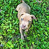 puppy, dog, blue_eyes, greenery, leaves, nature, outdoor, cute, animal, pet, grass, young_dog, fur, canine, adorable, lying_down, looking_up, sunlight, playful, small