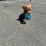 Cash is registered to the contest to win money with this photo: puppy, dog, ball, toy, asphalt, parking_lot, shadow, sunlight, outdoor, vehicle_tire, brown_dog, playful, pet, canine, small_dog, daylight, walking, fun, animal, young_dog