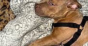 Cash is registered to the contest to win money with this photo: dog, sleeping, brown_dog, blanket, patterned_blanket, soft_texture, pet, indoor, resting, cozy, animal, fur, harness, paw, relaxed, closeup, cute, canine, companion, laying_down