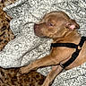 dog, sleeping, brown_dog, blanket, patterned_blanket, soft_texture, pet, indoor, resting, cozy, animal, fur, harness, paw, relaxed, closeup, cute, canine, companion, laying_down