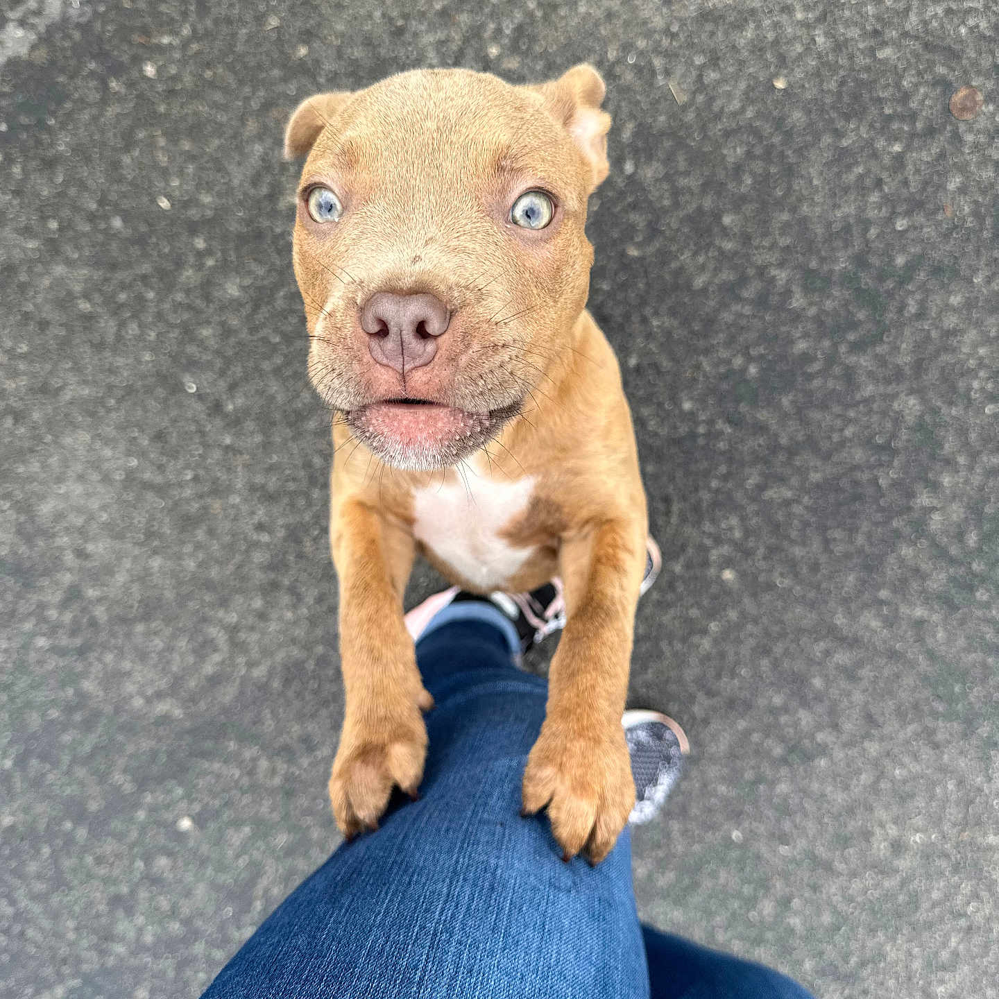 Cash joined the competition — help win amazing prizes! puppy, dog, blue_eyes, brown_fur, legs, blue_jeans, shoes, pavement, outdoor, pet, cute, looking_up, animal, young_dog, adorable, waiting, standing, close_up, texture, fur