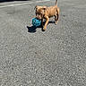 Cash is registered to the contest to win money with this photo: puppy, dog, ball, toy, asphalt, shadow, outdoor, parking_lot, vehicle, tire, sunny, brown, pet, playful, young, animal, walking, closeup, daylight, small