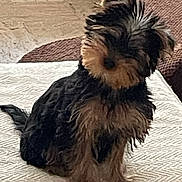 Alizée participe au concours pour gagner de l'argent avec cette photo : animal, black, brown, carpet, companion, cozy, curious, cute, dog, fluffy, fur, furniture, home, indoor, pet, puppy, relaxing, sitting, small, texture