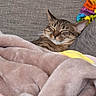 cat, tabby, sleeping, blanket, couch, cozy, pet, feline, indoor, resting, soft, comfort, fur, animal, relaxed, home, cute, nap, closeup, peaceful