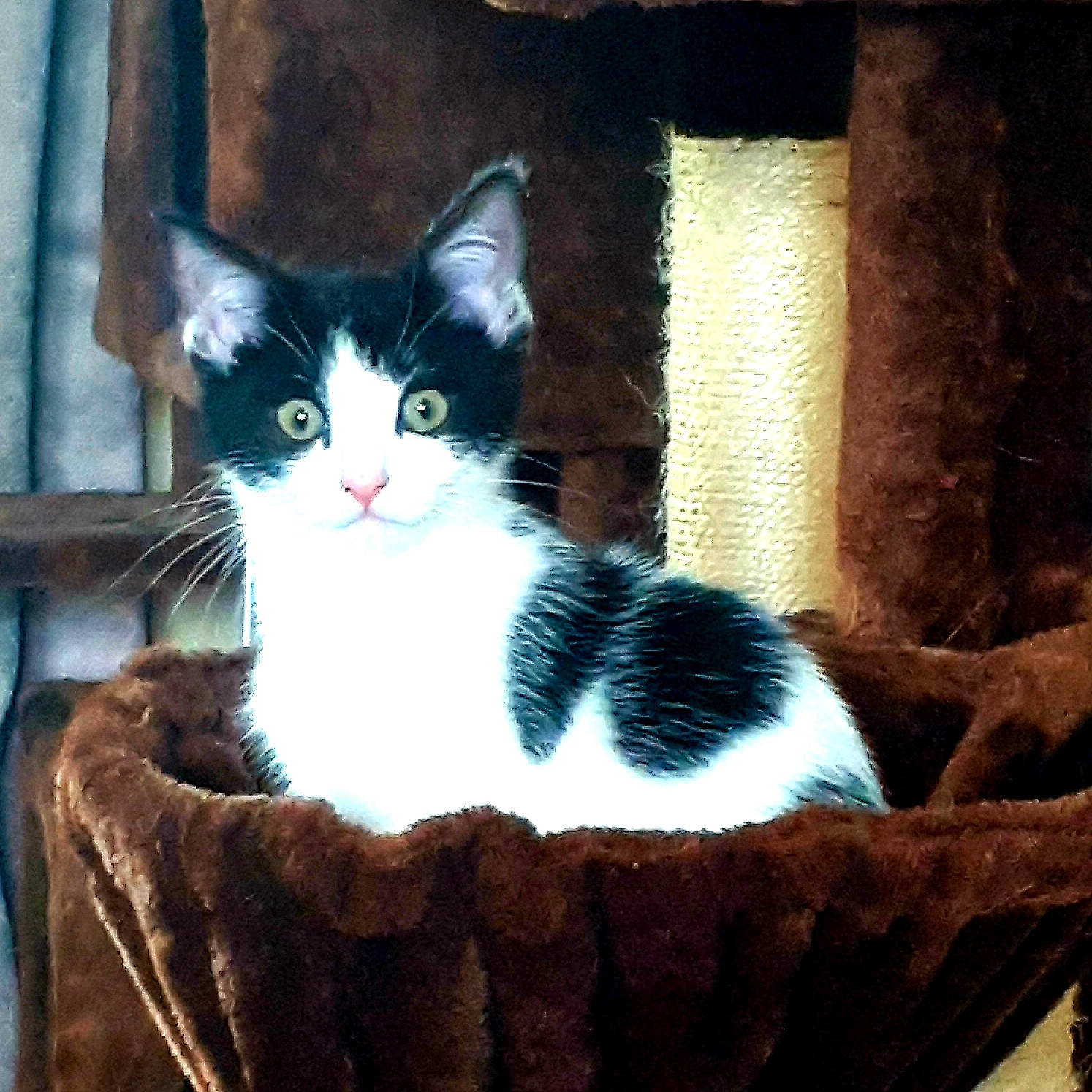 Star joined the competition — help win amazing prizes! box, carnivore, cat, cat_furniture, cat_supply, comfort, domestic_short_haired_cat, felidae, fur, paw, rectangle, sitting, small_to_medium_sized_cats, snout, tail, tints_and_shades, tree, whiskers, window, wood