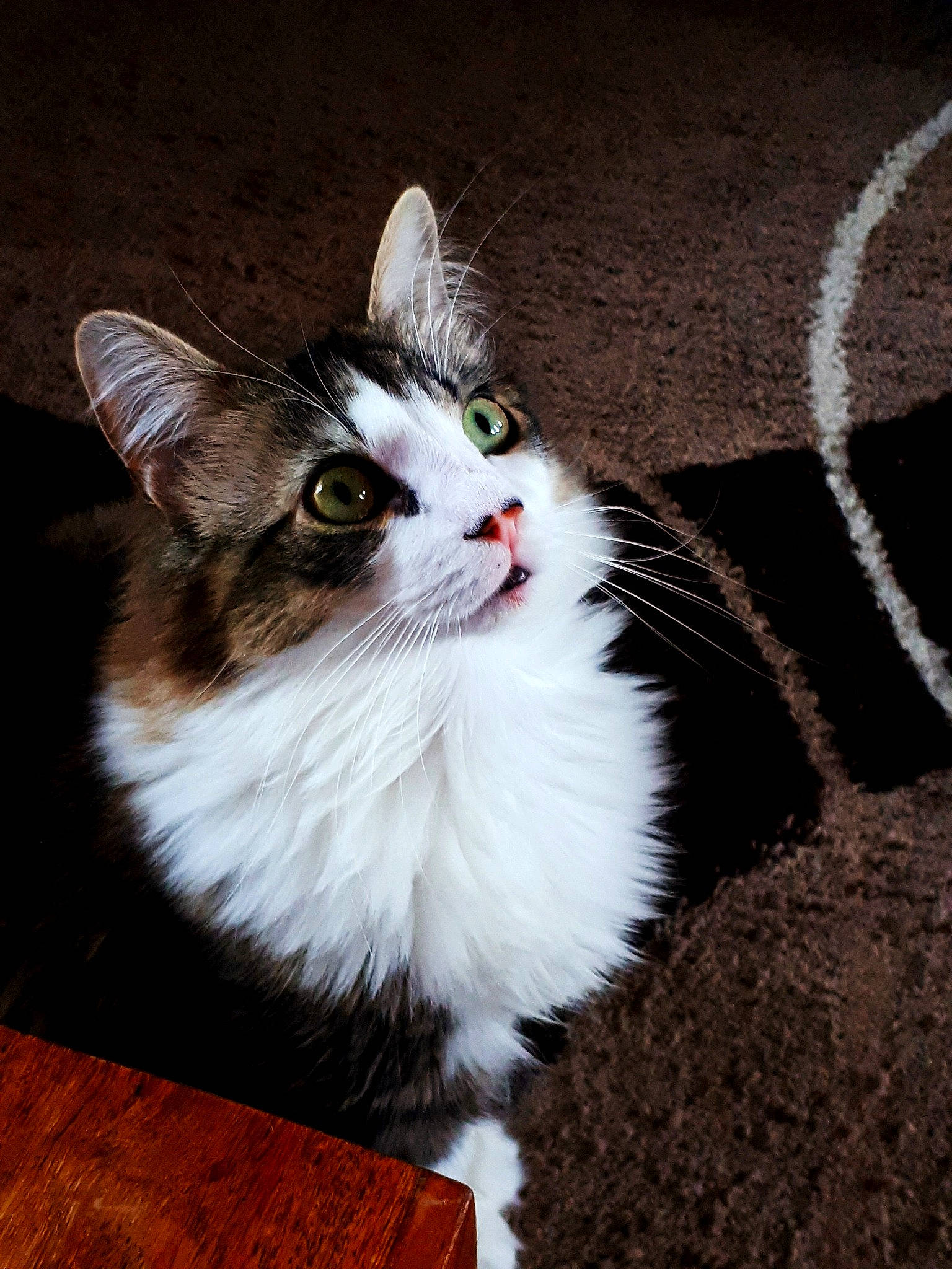 Spider joined the competition — help win amazing prizes! asphalt, carnivore, cat, domestic_short_haired_cat, felidae, fur, hardwood, road_surface, small_to_medium_sized_cats, snout, tail, terrestrial_animal, varnish, whiskers, wood, wood_stain