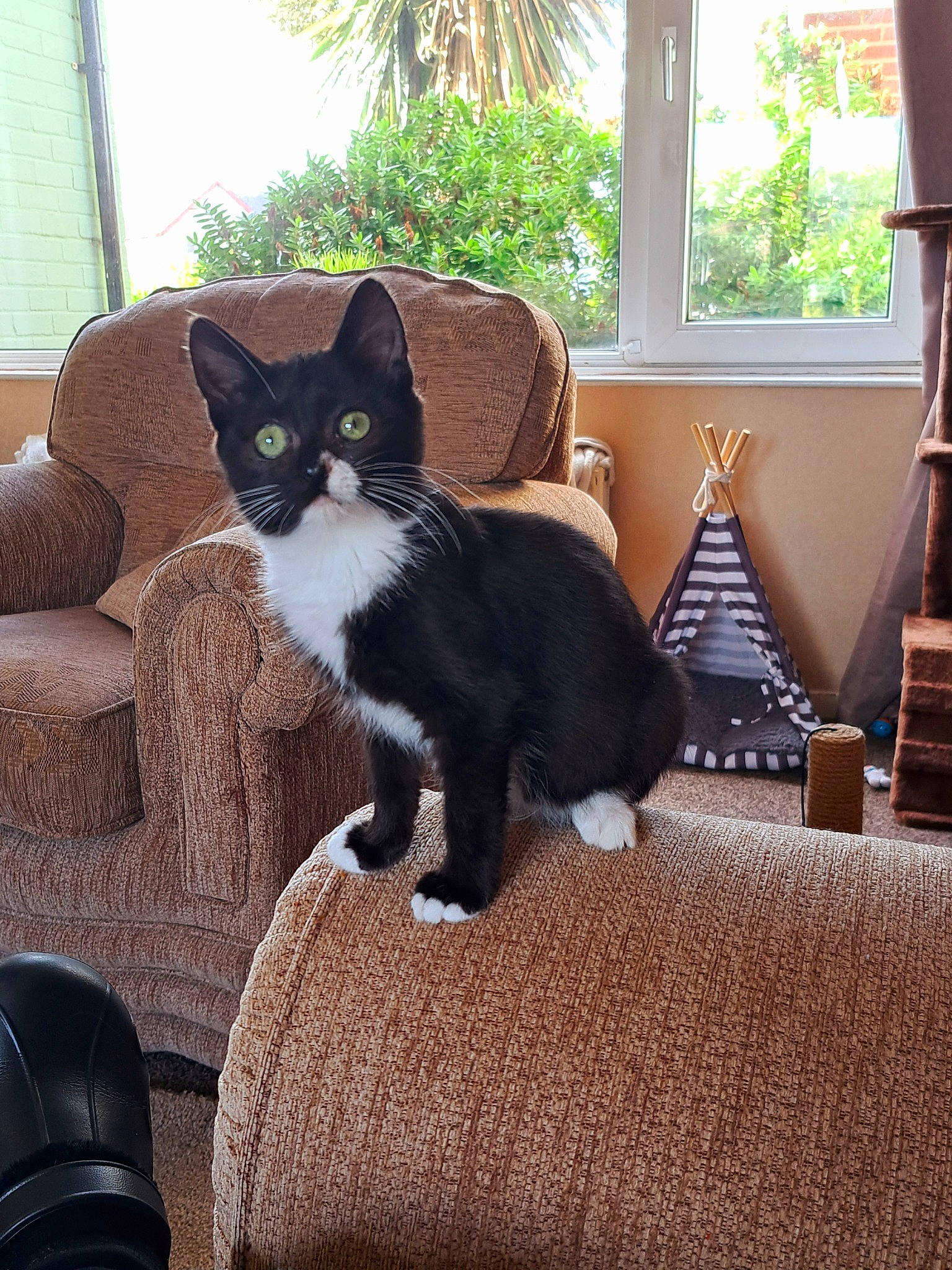 China joined the competition — help win amazing prizes! carnivore, cat, chair, comfort, domestic_short_haired_cat, felidae, fur, grass, grey, hardwood, house, living_room, plant, sitting, small_to_medium_sized_cats, tail, tree, whiskers, window, wood