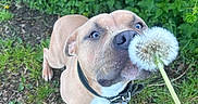 Alpha a rejoint le concours — aidez-le/la à gagner de superbes lots ! dog, dandelion, greenery, grass, leaves, outdoor, nature, curious, sniffing, closeup, brown_dog, collar, leash, paw, ground, sidewalk, plant, spring, pet, happy