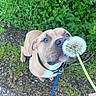 dog, dandelion, greenery, grass, leaves, outdoor, nature, curious, sniffing, closeup, brown_dog, collar, leash, paw, ground, sidewalk, plant, spring, pet, happy