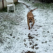 Alpha participe au concours pour gagner de l'argent avec cette photo : dog, snow, path, garden, grass, chair, wheelbarrow, outdoor, winter, paw_prints, brown_dog, plastic_chair, footprints, cold, nature, yard, animal, pet, snow_covered, walking