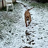 dog, snow, path, garden, grass, chair, wheelbarrow, outdoor, winter, paw_prints, brown_dog, plastic_chair, footprints, cold, nature, yard, animal, pet, snow_covered, walking