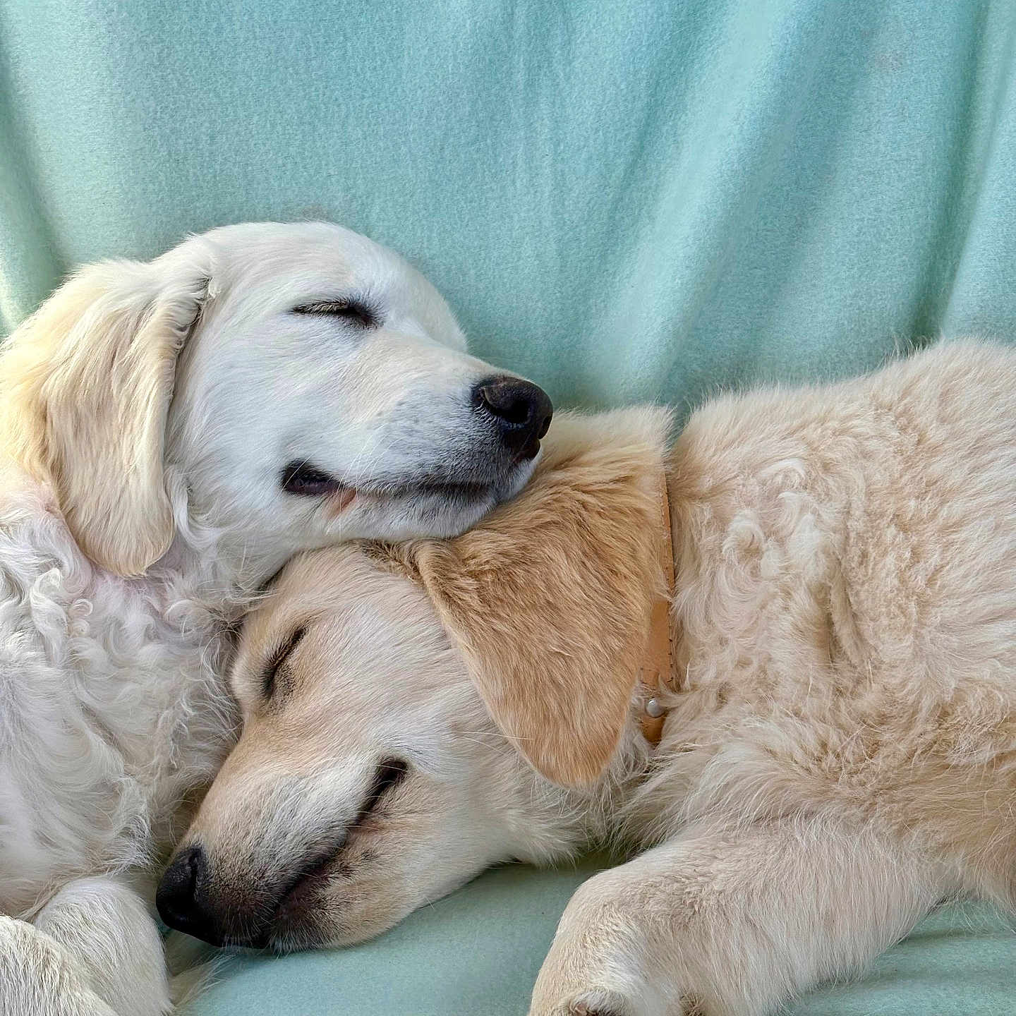 Alma a rejoint le concours — aidez-le/la à gagner de superbes lots ! animal, ball, blanket, canine, couch, cushion, dog, furniture, goldenretriever, hound, labradorretriever, person, pet, puppy, sleeping, snout, sport, tennis, tennisball, whitedog