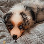 Azura a rejoint le concours — aidez-le/la à gagner de superbes lots ! adorable, animal, blanket, blue_eyes, close_up, comfort, cozy, cute, dog, fluffy, fur, indoor, lying_down, pet, puppy, resting, sleepy, soft_texture, warm, young_dog