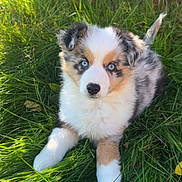 Azura participe au concours pour gagner de l'argent avec cette photo : adorable, animal, blue_eyes, canine, cute, dog, fluffy, fur, grass, greenery, nature, outdoor, pet, playful, portrait, puppy, relaxing, summer, sunlight, young