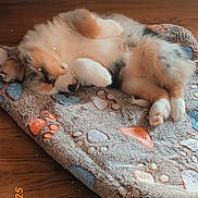 Azura participe au concours pour gagner de l'argent avec cette photo : puppy, dog, sleeping, blanket, paw_print, cozy, fur, indoor, wooden_floor, pet, cute, resting, animal, small_dog, fluffy, peaceful, home, comfort, relaxed, bedroom