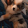 Azura a rejoint le concours — aidez-le/la à gagner de superbes lots ! puppy, dog, blue_eyes, fluffy, lying_down, blanket, cozy, indoors, cute, pet, fur, young, animal, resting, comfort, soft, looking, portrait, warm_light, relaxing
