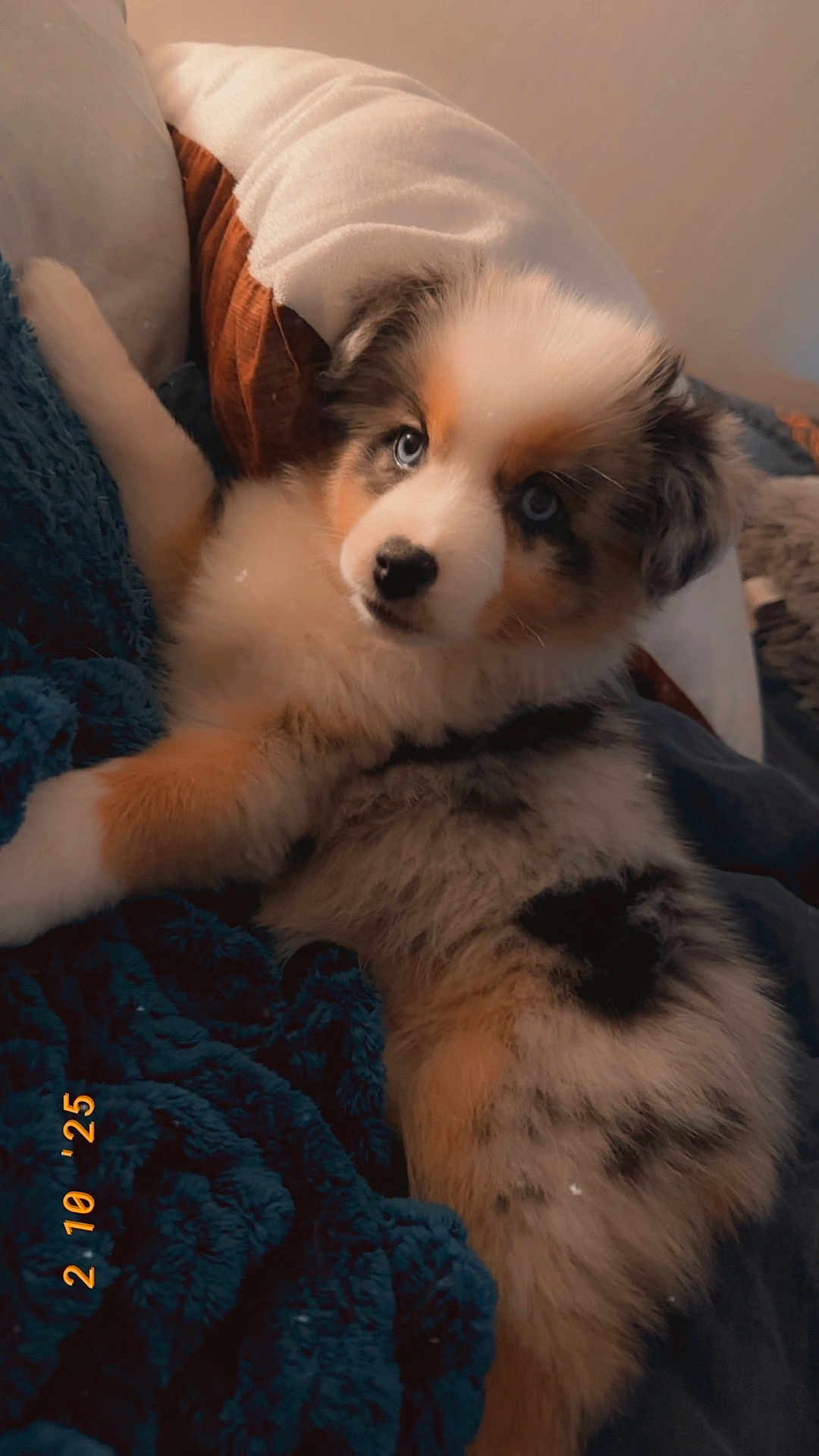 Azura a rejoint le concours — aidez-le/la à gagner de superbes lots ! puppy, dog, blue_eyes, fluffy, lying_down, blanket, cozy, indoors, cute, pet, fur, young, animal, resting, comfort, soft, looking, portrait, warm_light, relaxing