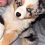 puppy, dog, australian_shepherd, blue_eyes, fluffy, cute, pet, indoor, closeup, multicolored_fur, person, arm, holding, couch, patterned_fabric, soft_light, curious, young, animal, companion