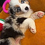 Azura participe au concours pour gagner de l'argent avec cette photo : puppy, dog, blue_eyes, fluffy, cushion, orange_cushion, toy, pink_toy, watermelon_toy, indoor, pet, cute, relaxed, lying_down, fur, animal, young_dog, close_up, cozy, home