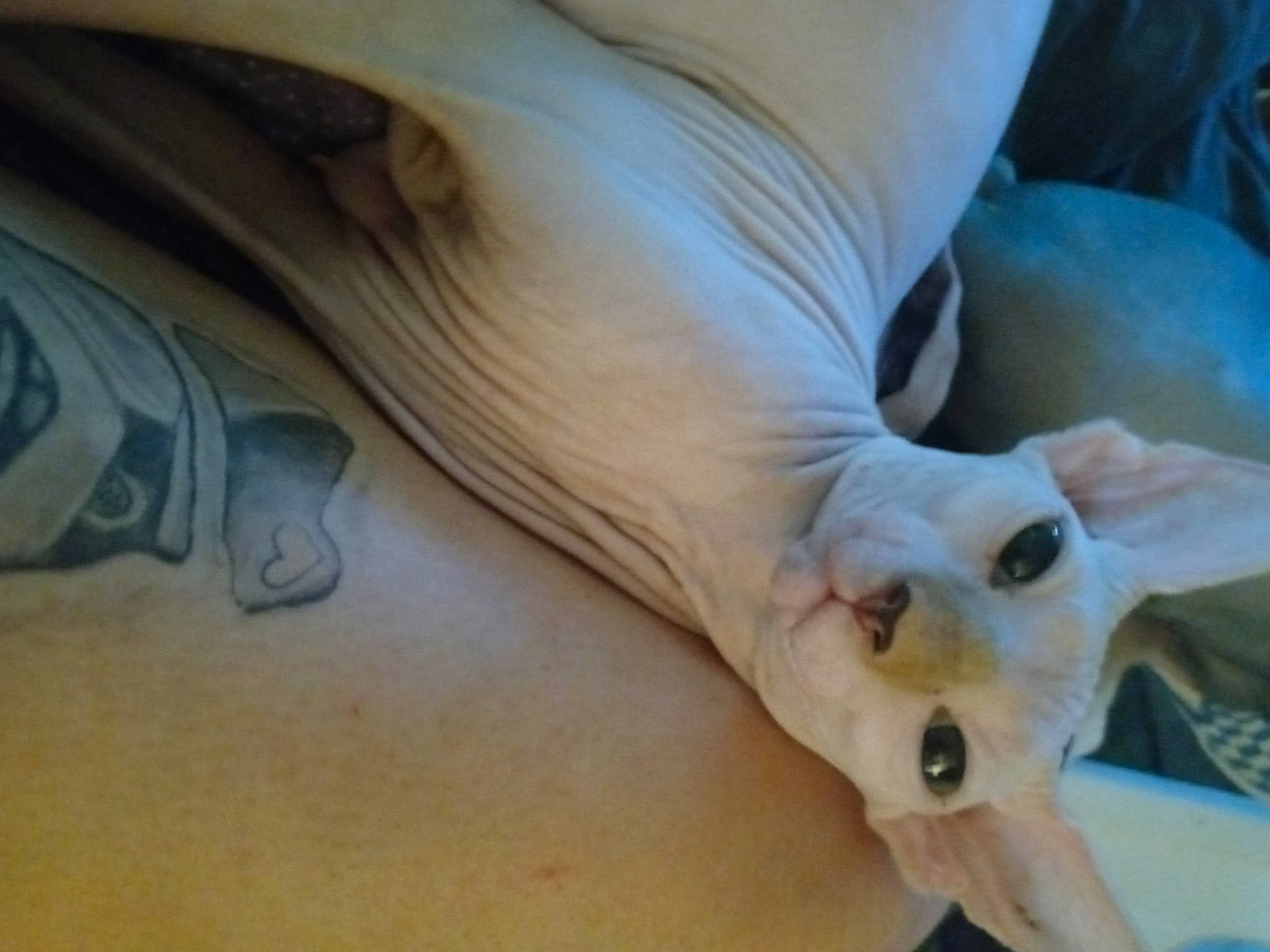 Lilith is registered to the contest to win money with this photo: barefoot, calf, carnivore, comfort, dog_breed, elbow, fawn, felidae, foot, gesture, human_leg, knee, leg, nail, snout, terrestrial_animal, thigh, toe, trunk, wrist