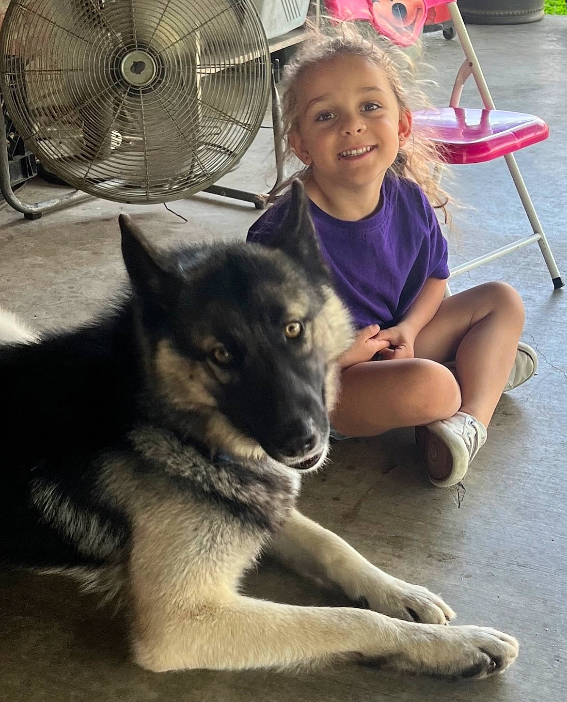 Madison is registered to the contest to win money with this photo: canis, carnivore, chair, companion_dog, dog, dog_breed, eye, fawn, fun, fur, herding_dog, home_appliance, joy, leisure, mechanical_fan, person, sitting, sled_dog, smile, snout