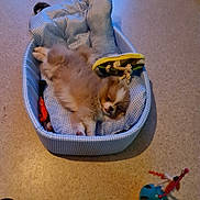 Arrow a rejoint le concours — aidez-le/la à gagner de superbes lots ! puppy, dog, pet_bed, toy, floor, indoor, cozy, cute, fluffy, relaxed, animal, small_dog, resting, playful, domestic_animal, young_dog, blue, checkered, soft, sleepy