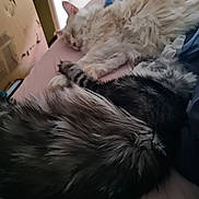 Una Et Vany a rejoint le concours — aidez-le/la à gagner de superbes lots ! animal, bed, cat, closeup, companionship, cozy, cute, domestic_animal, feline, fluffy, fur, indoor, pet, pink_surface, quiet, relaxation, resting, sleeping, soft, two_cats