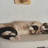 Opale participe au concours pour gagner de l'argent avec cette photo : animal, calm, cat, cozy, cute, domestic, feline, fur, indoor, lying_down, mammal, paw, pet, quiet, relaxed, resting, sleeping, soft, tail, whiskers