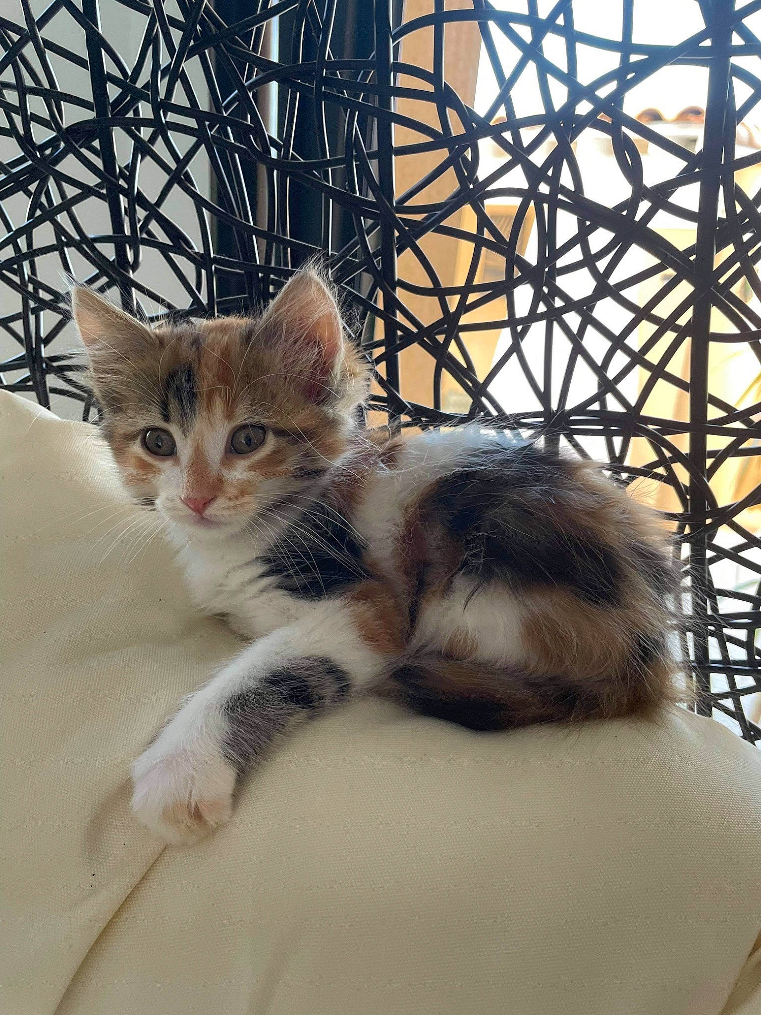 Lola participe au concours pour gagner de l'argent avec cette photo : animal_shelter, carnivore, cat, claw, comfort, domestic_short_haired_cat, felidae, fur, mammal, mesh, metal, paw, small_to_medium_sized_cats, tail, tree, twig, vertebrate, whiskers, window, wood