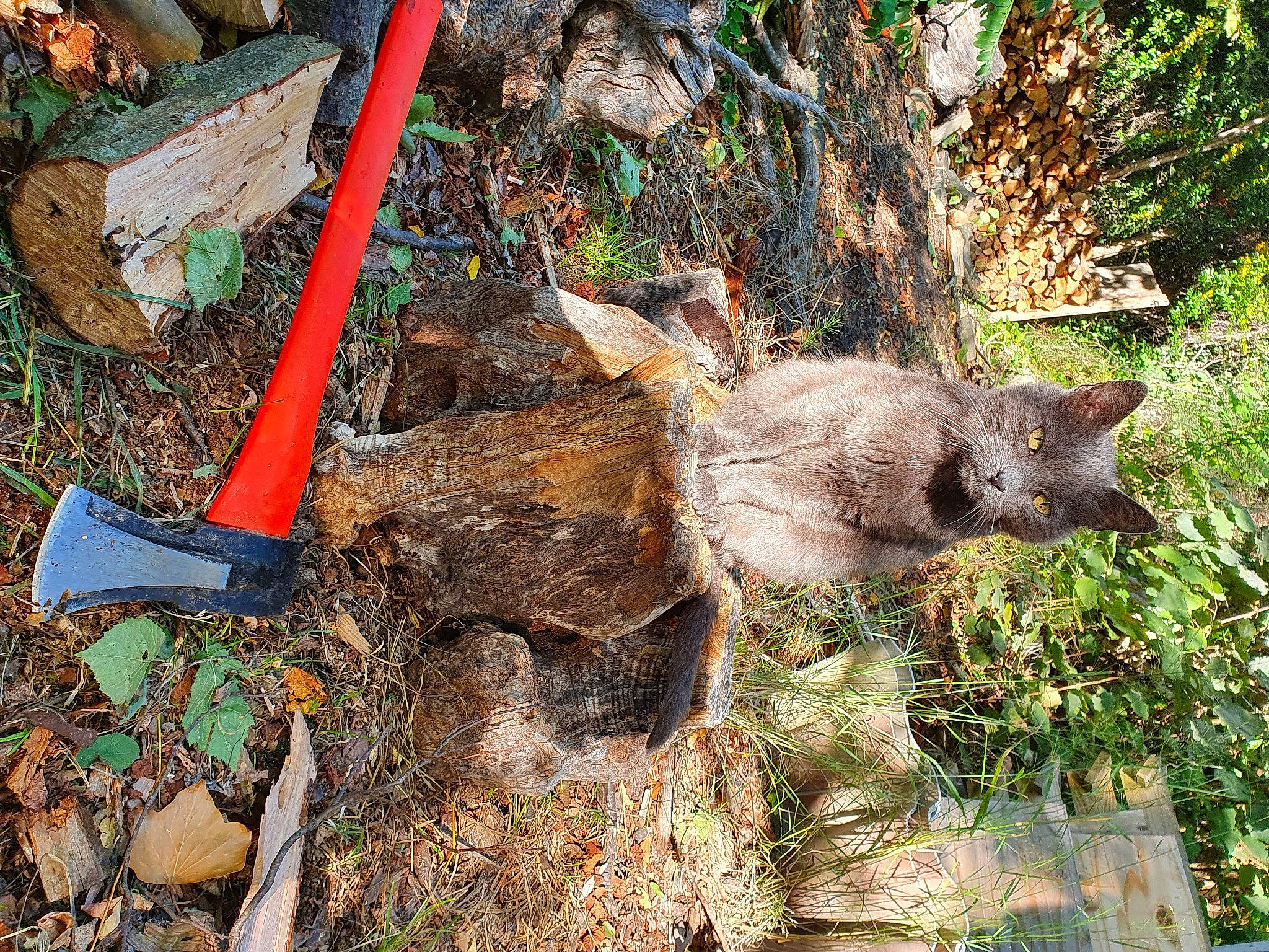 Pestouille participe au concours pour gagner de l'argent avec cette photo : carnivore, domestic_pig, grass, groundcover, natural_material, organism, plant, soil, suidae, terrestrial_animal, terrestrial_plant, trunk, wildlife, wood