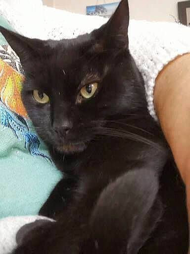 Cannelle a rejoint le concours — aidez-le/la à gagner de superbes lots ! black_cat, bombay, carnivore, cat, comfort, domestic_short_haired_cat, felidae, fur, havana_brown, small_to_medium_sized_cats, snout, whiskers