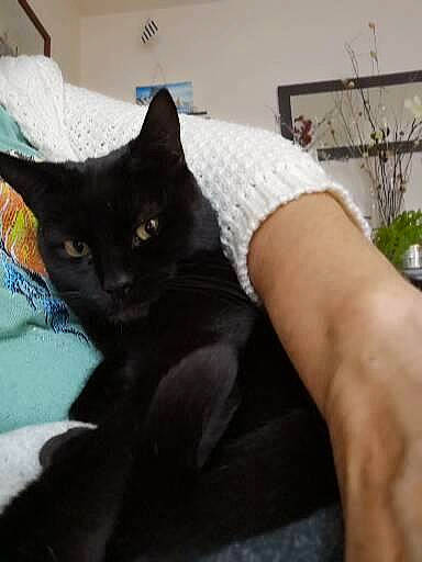 Cannelle participe au concours pour gagner de l'argent avec cette photo : black_cat, bombay, carnivore, cat, comfort, domestic_short_haired_cat, felidae, flowerpot, fur, grey, houseplant, human_leg, linens, plant, sleeve, small_to_medium_sized_cats, snout, tail, whiskers, wrist