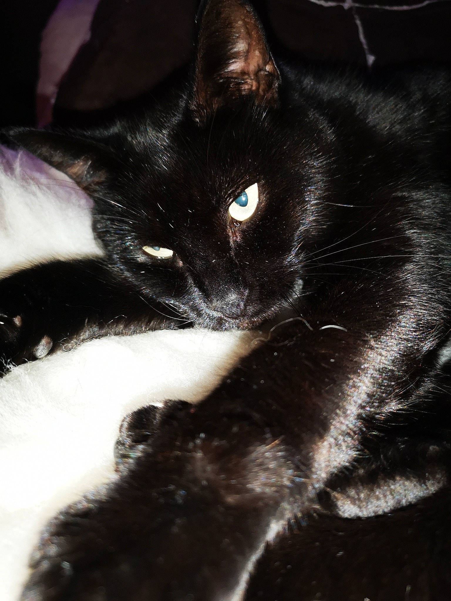 Cannelle a rejoint le concours — aidez-le/la à gagner de superbes lots ! black_cat, bombay, carnivore, cat, claw, comfort, darkness, domestic_short_haired_cat, ear, felidae, fur, iris, leg, monochrome_photography, paw, small_to_medium_sized_cats, snout, tail, terrestrial_animal, whiskers